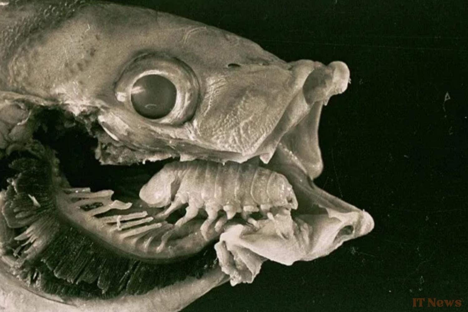 Five Nightmarish Parasites That Are Just as Good as The Last of Us