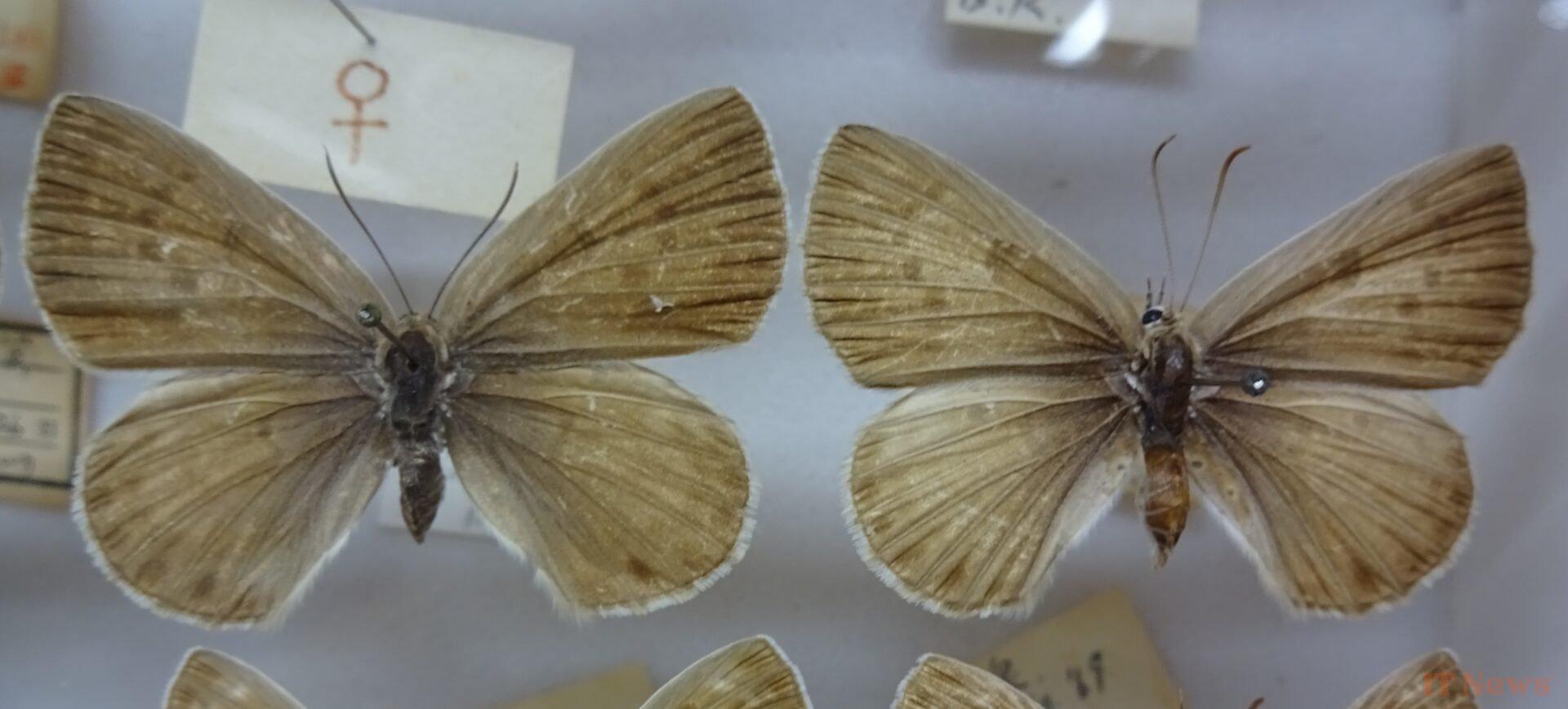 Five Nightmarish Parasites That Are Just as Good as The Last of Us