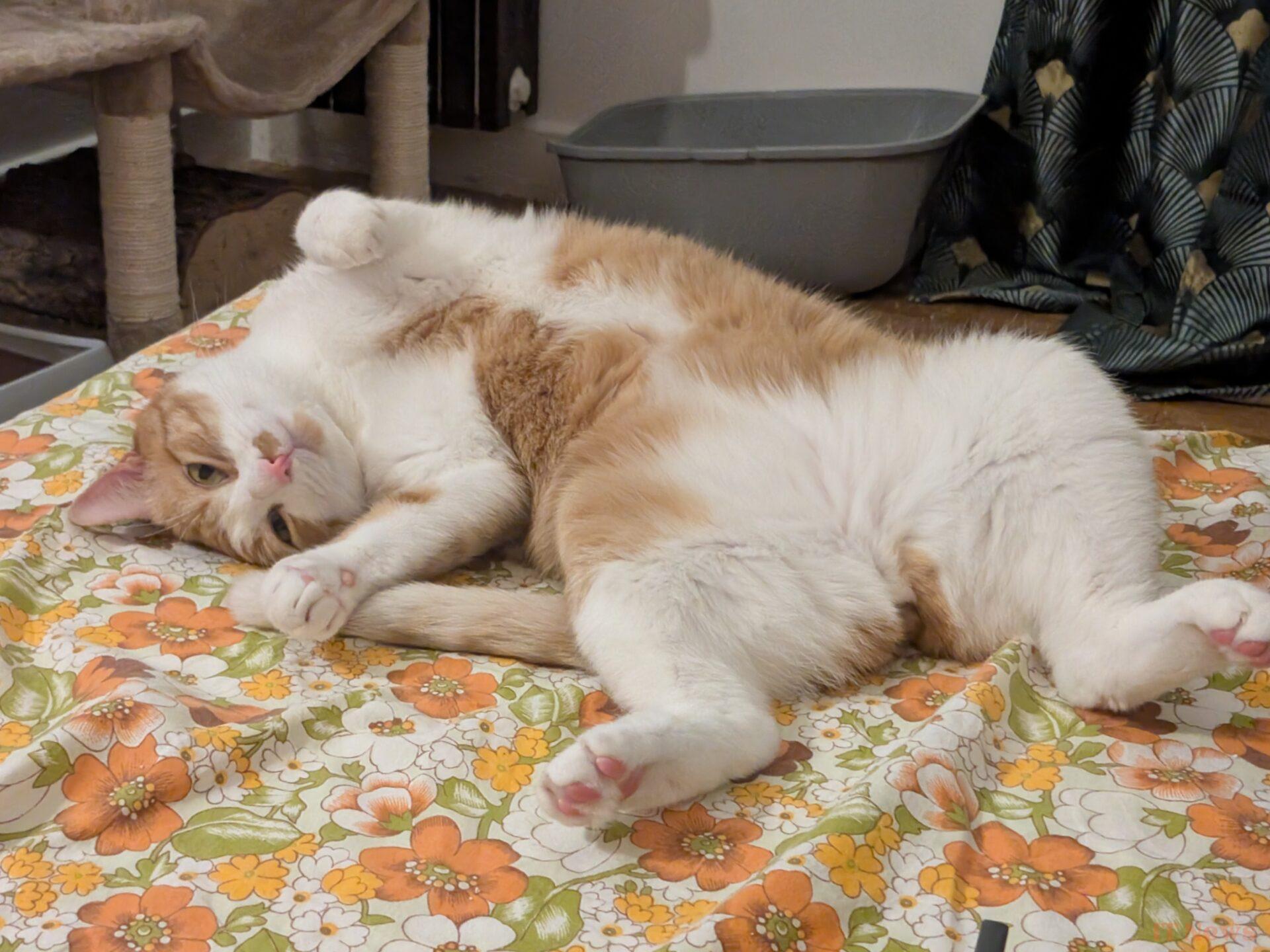 5 months with the Google Pixel 9 Pro Fold: I go back to a classic smartphone