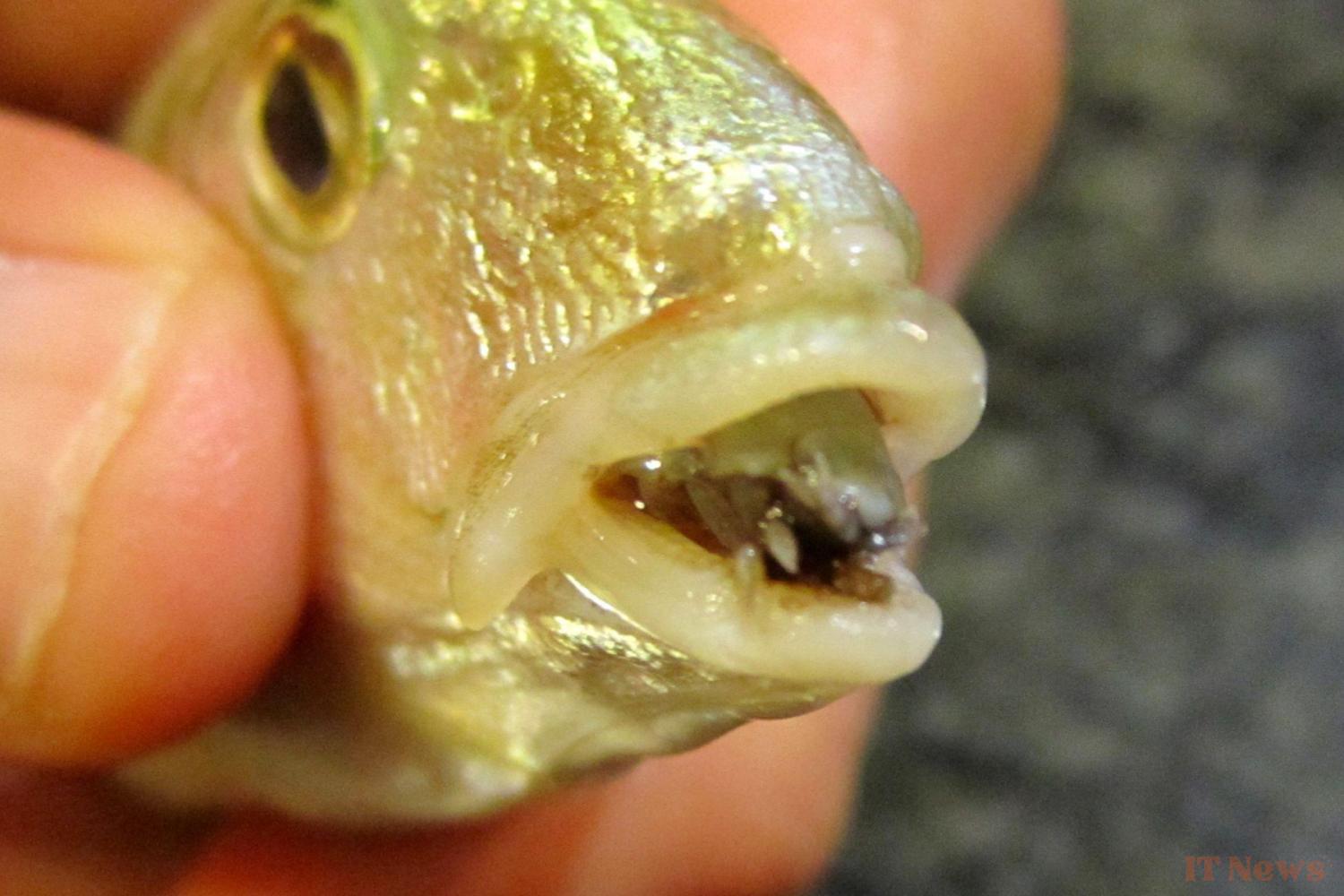 Five Nightmarish Parasites That Are Just as Good as The Last of Us