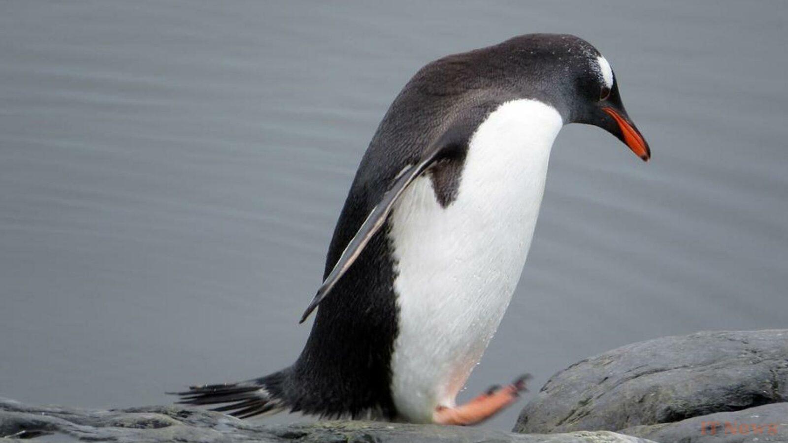 Climate: Penguin droppings have a surprising impact on Antarctica
