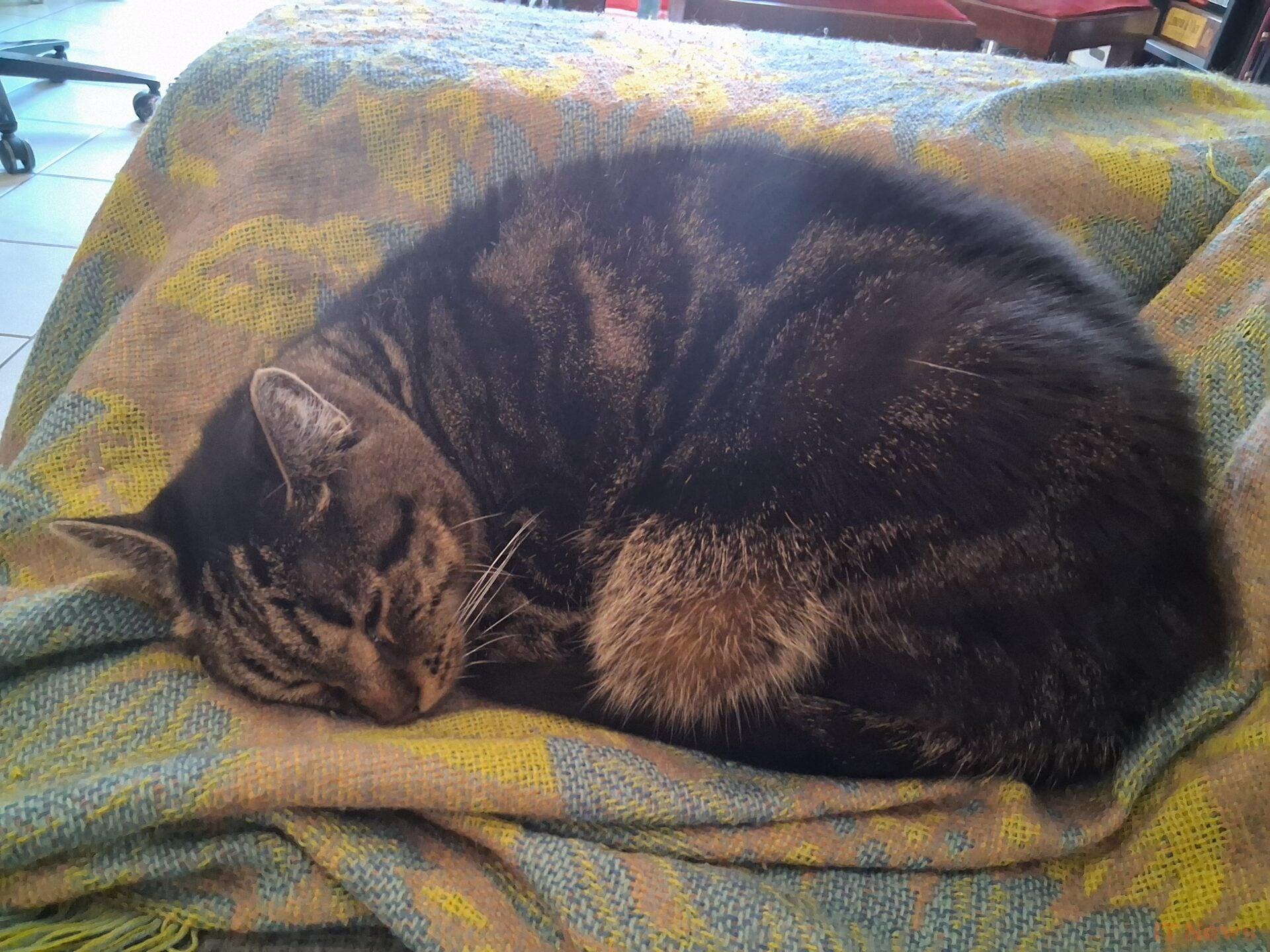 Galaxy A16 test: Is the cheap Samsung still a safe bet?