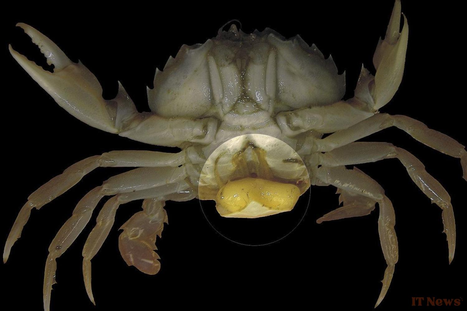 Five Nightmarish Parasites That Are Just as Good as The Last of Us