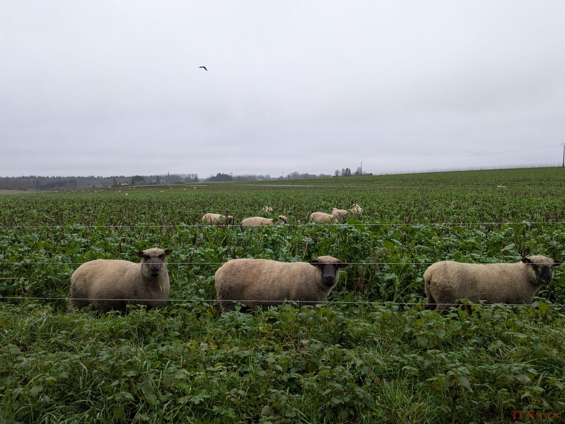 5 months with the Google Pixel 9 Pro Fold: I go back to a classic smartphone